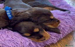 Cocker Spaniel dogs for sale: Golden Male Show Cocker Spaniel - Image 14