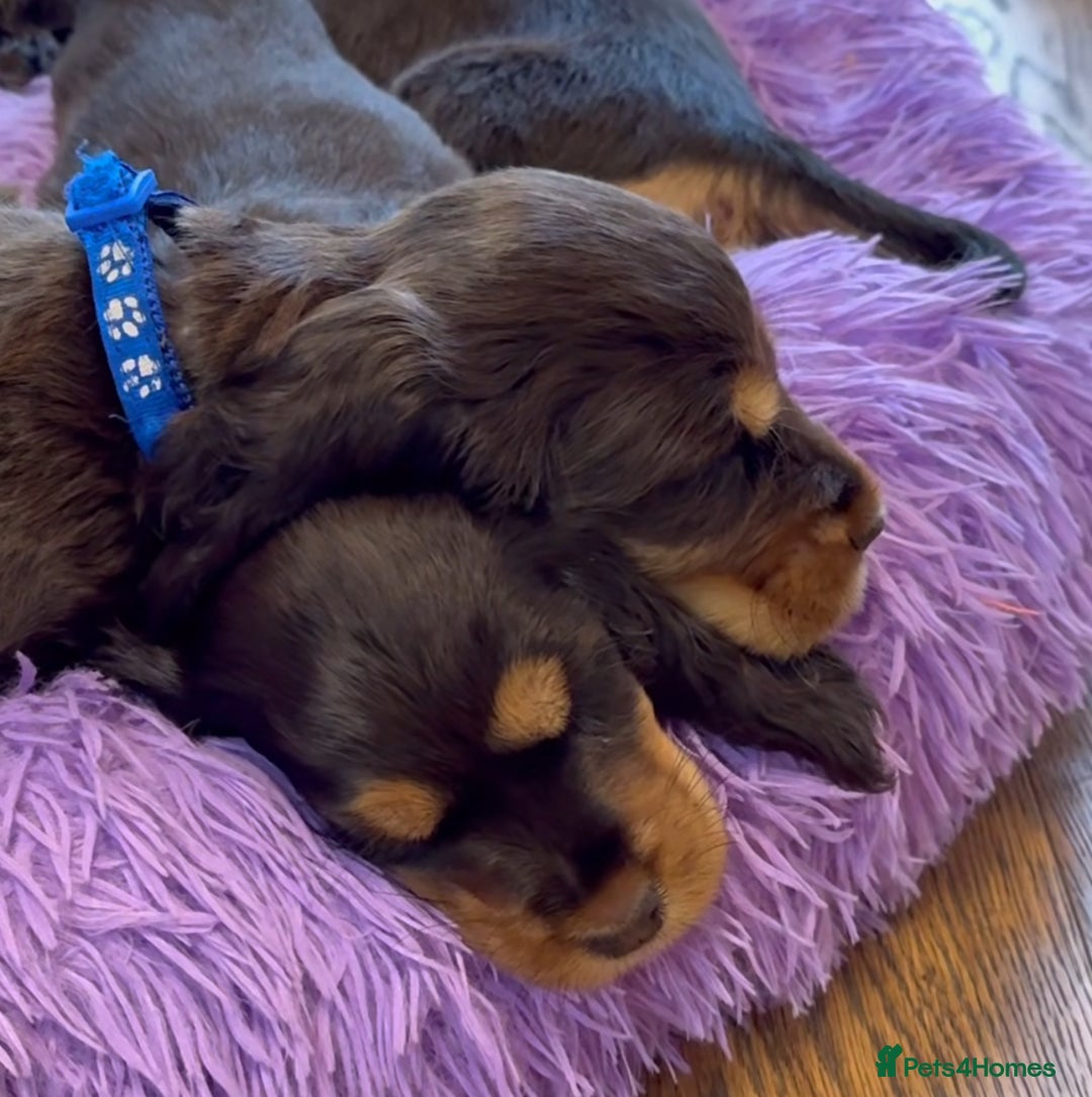Cocker Spaniel dogs for sale: Golden Male Show Cocker Spaniel - Image 14