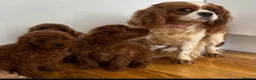 Cavapoo dogs for sale: CAVAPOO PUPPIES  in Plymouth - Advert 3
