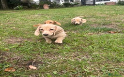 Miniature Dachshund dogs for sale: 🐶 Miniature Smooth Haired Dachshunds. KC REG. 🐶  - Image 27