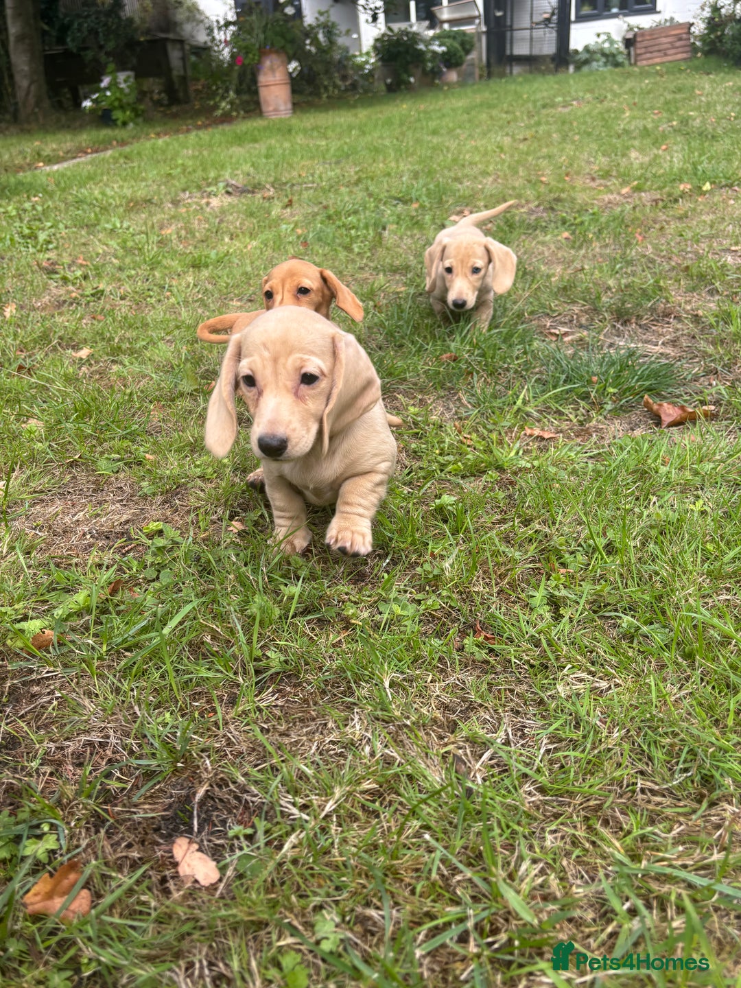 Miniature Dachshund dogs for sale: 🐶 Miniature Smooth Haired Dachshunds. KC REG. 🐶  - Image 27