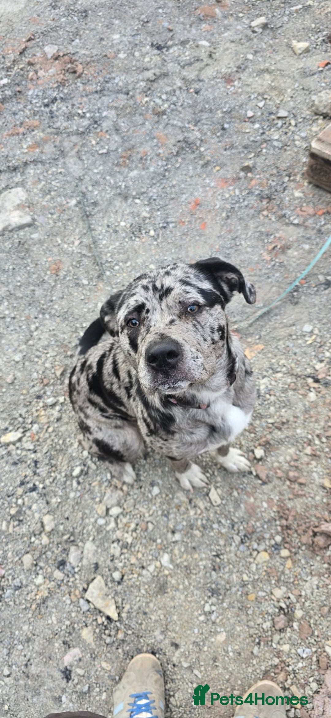 Mixed Breed dogs for sale: Caucasian Shepherd x pocket bully - Image 5