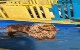Cocker Spaniel dogs for sale: 5 year old female chocolate sable cocker  - Image 4