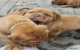 Dogue De Bordeaux dogs for sale: Dogue de bordeaux pups  - Image 19