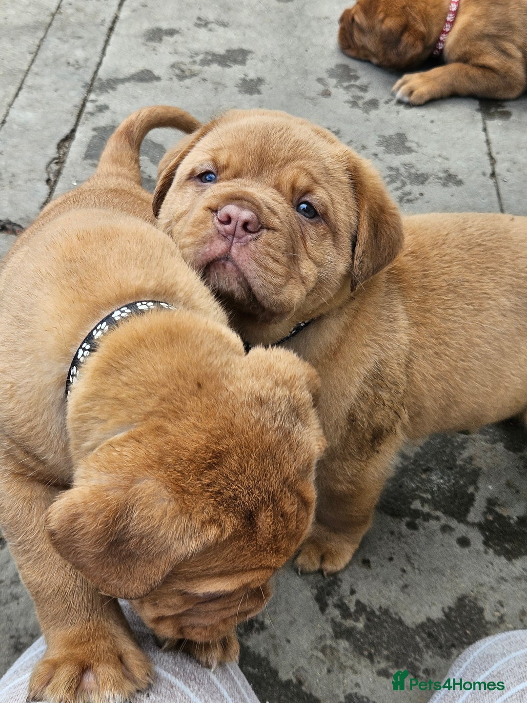 Dogue De Bordeaux dogs for sale: Dogue de bordeaux pups  - Image 19