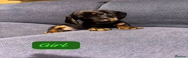 Miniature Dachshund 2