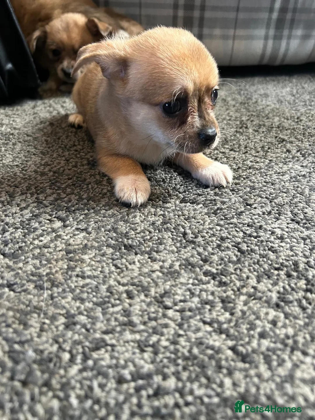 Chihuahua dogs for sale: Cute puppies chihuahua  in Worcester - Advert 13