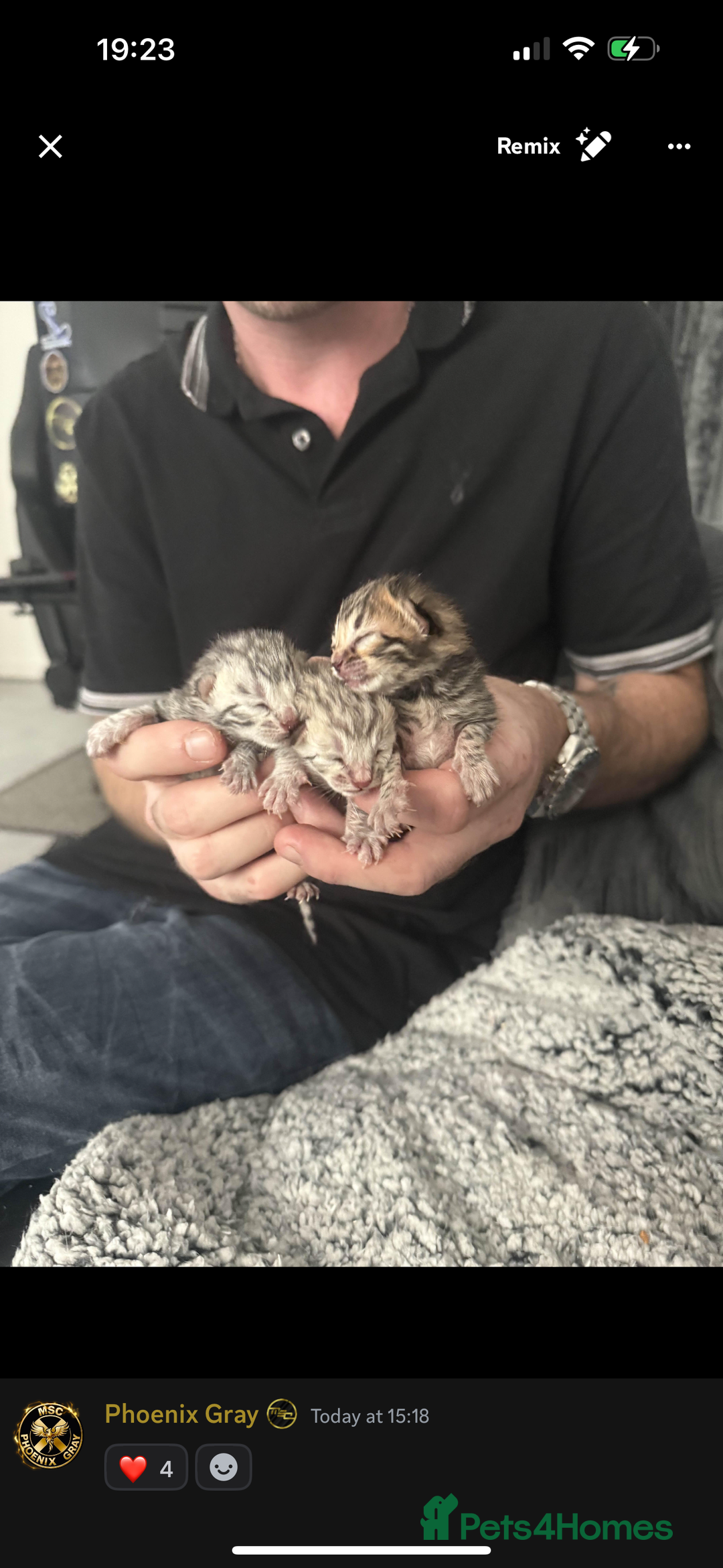 Bengal cats for sale: F1 Bengal Kittens, born 30/07/2025 ready Sept - Image 1