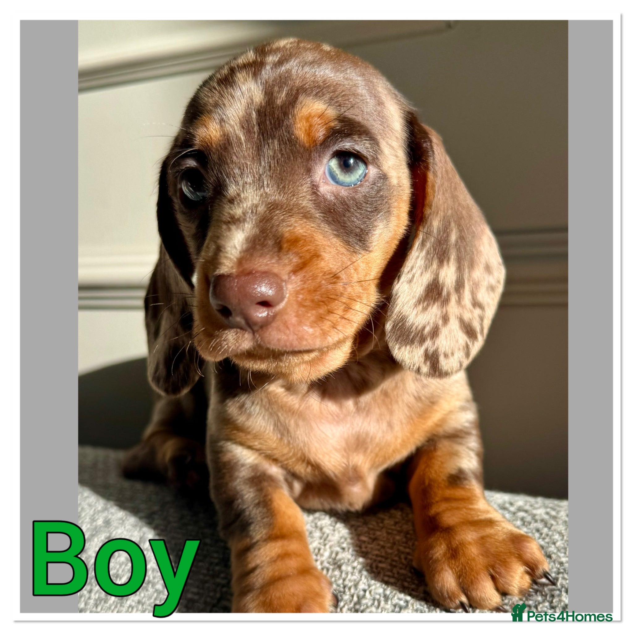 Miniature Dachshund dogs Splendid mini dachshunds  - Advert 2