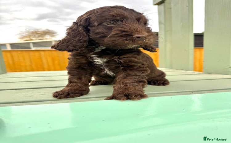 Cockapoo dogs - Advert 7