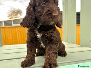 Cockapoo dogs - Advert 2