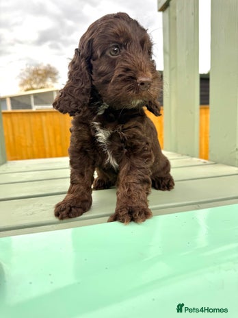 Cockapoo dogs - Advert 7