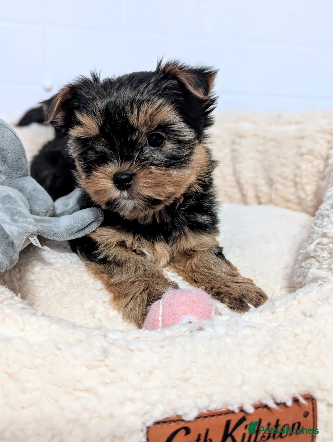 Yorkshire Terrier dogs for sale: Little bundles of joy available  - Advert 7