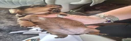 Dachshund dogs for sale: Long hair mini dachshund  - Advert 7
