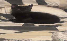 Domestic Shorthair cats for sale: Domestic and BSH Kittens  - Image 13