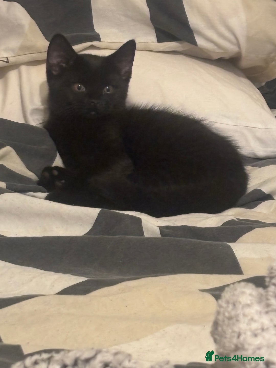 Domestic Shorthair cats for sale: Domestic and BSH Kittens  - Image 13