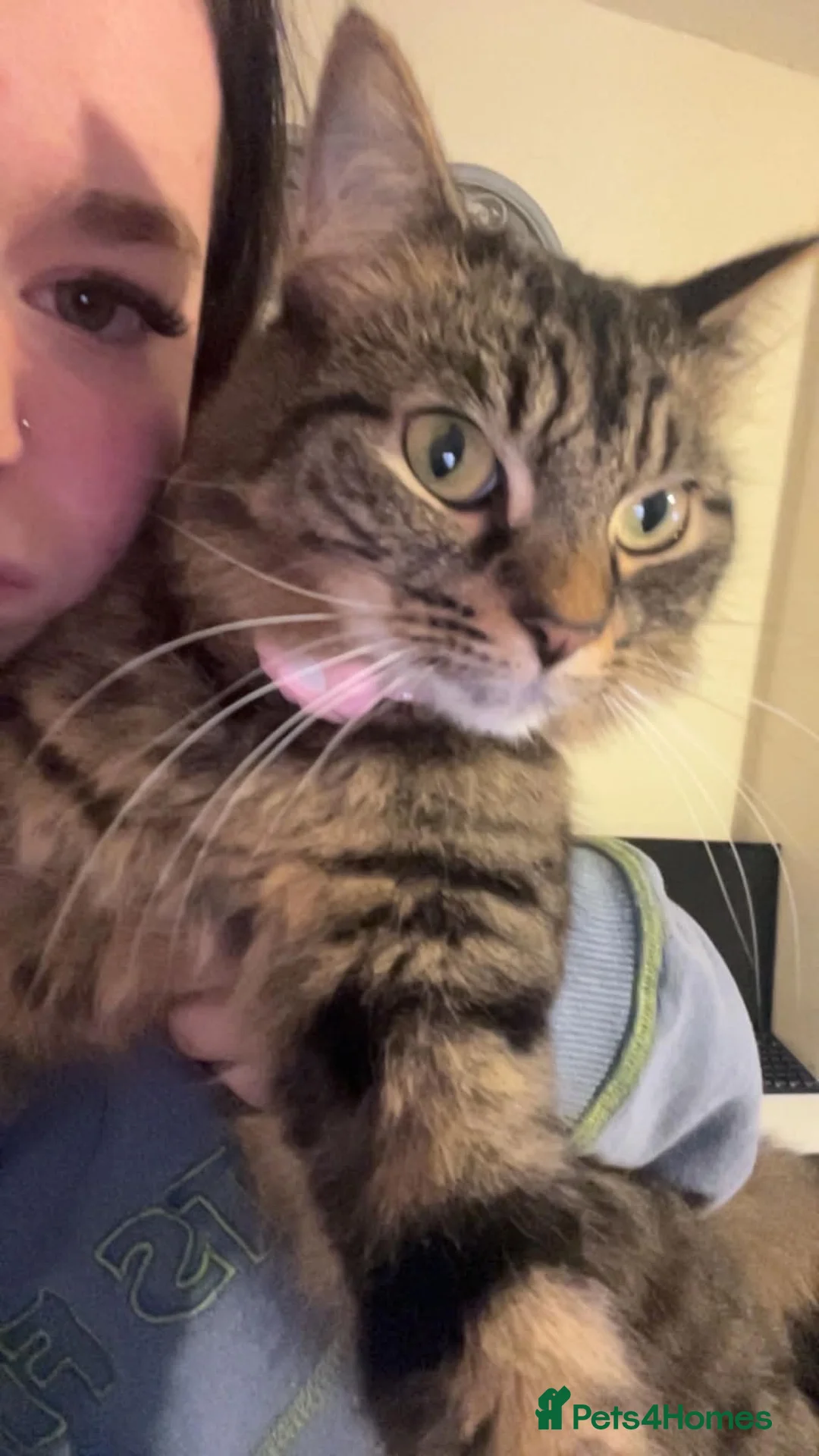 British Shorthair cats for sale: Looking for a new home  - Advert 4