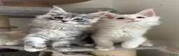 Maine Coon cats for sale: Stunning litter of Maine coon babies!  - Advert 11