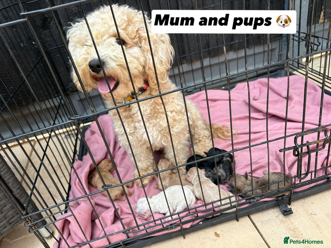 Cavapoo dogs for sale: F1 Cavapoo puppies for sale - Advert 2