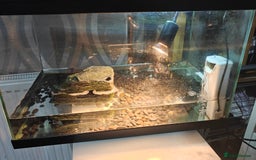 Turtle reptiles for sale: 2 musk turtle setup  - Image 4