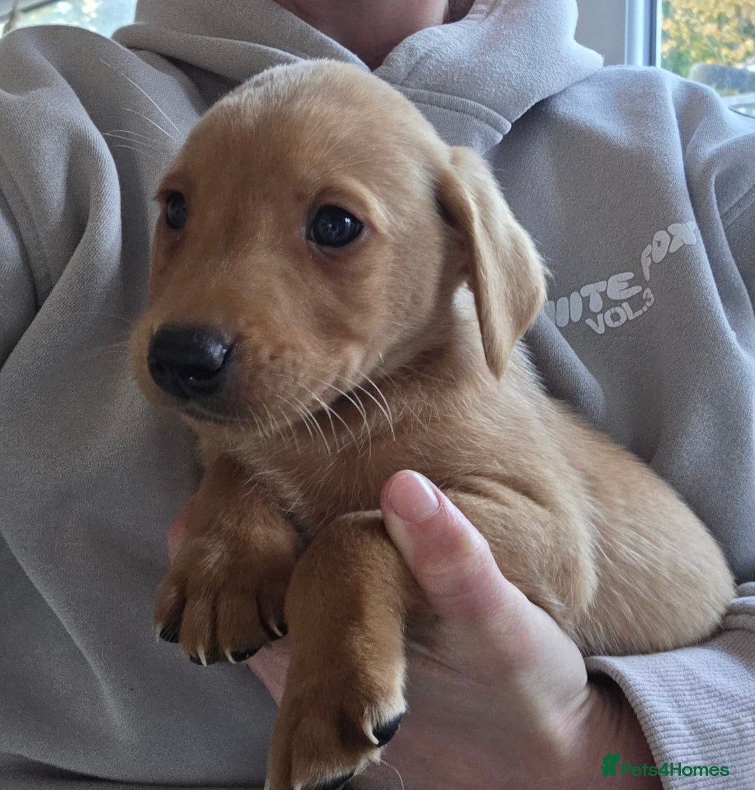 Labrador Retriever dogs for sale: Labrador puppies - Image 6