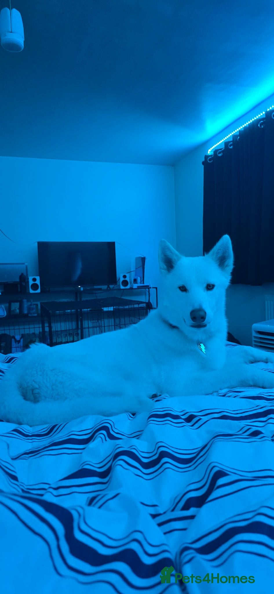 Siberian Husky dogs Zeus  - Advert 1