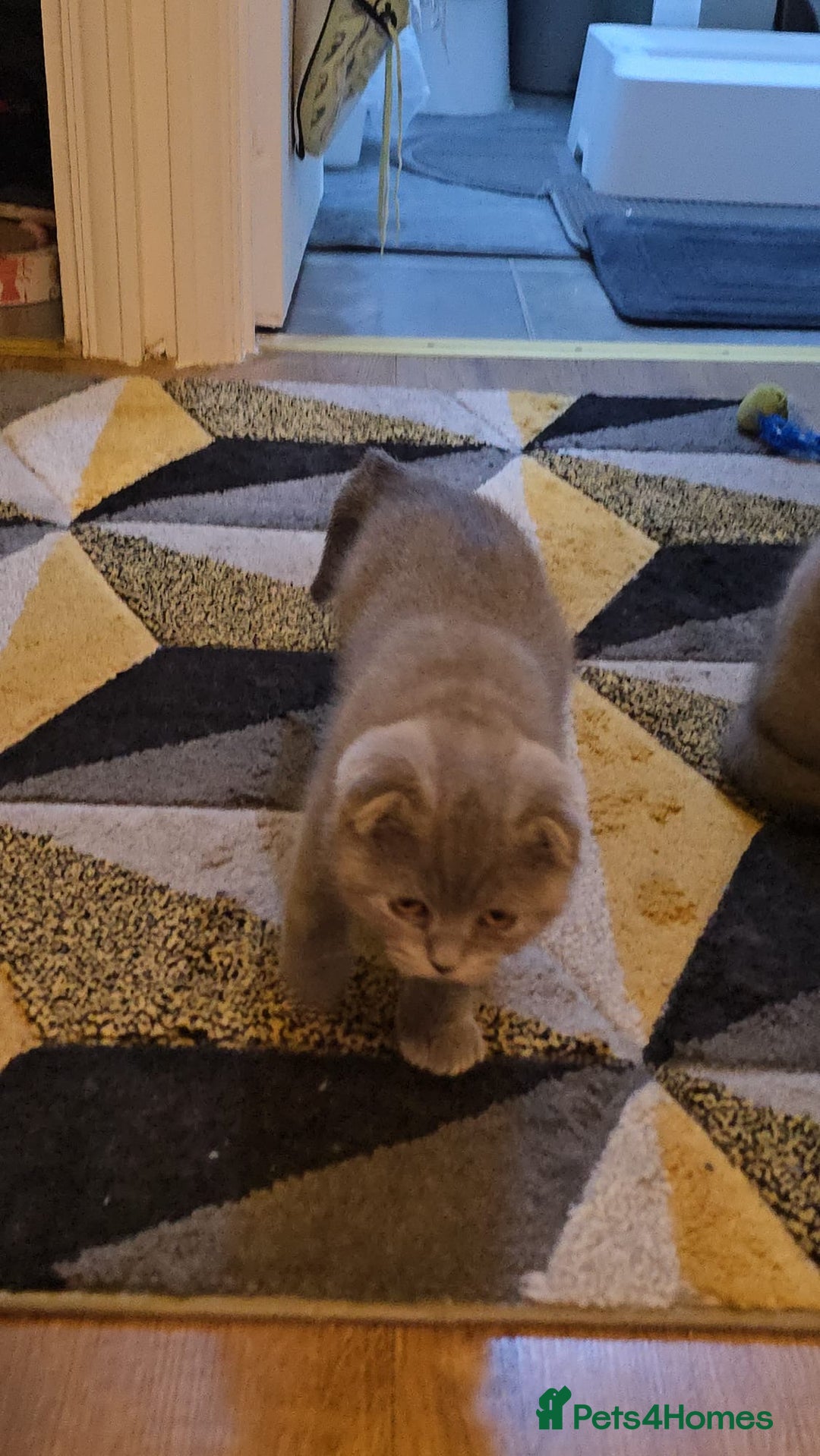 Scottish Fold cats for sale: Scottish Fold&British Shorthair.Vaccinated&Ready - Advert 8