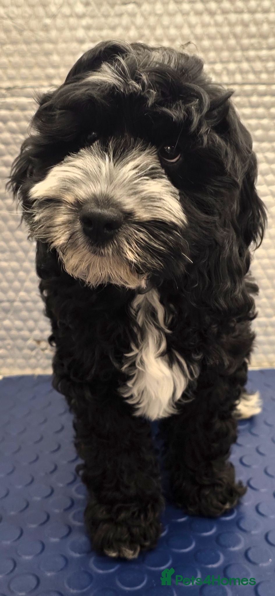 Cockapoo dogs Stunning F1 Cockapoo puppys  - Advert 1