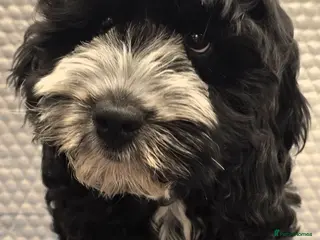 Cockapoo dogs Stunning F1 Cockapoo puppys - Advert 1