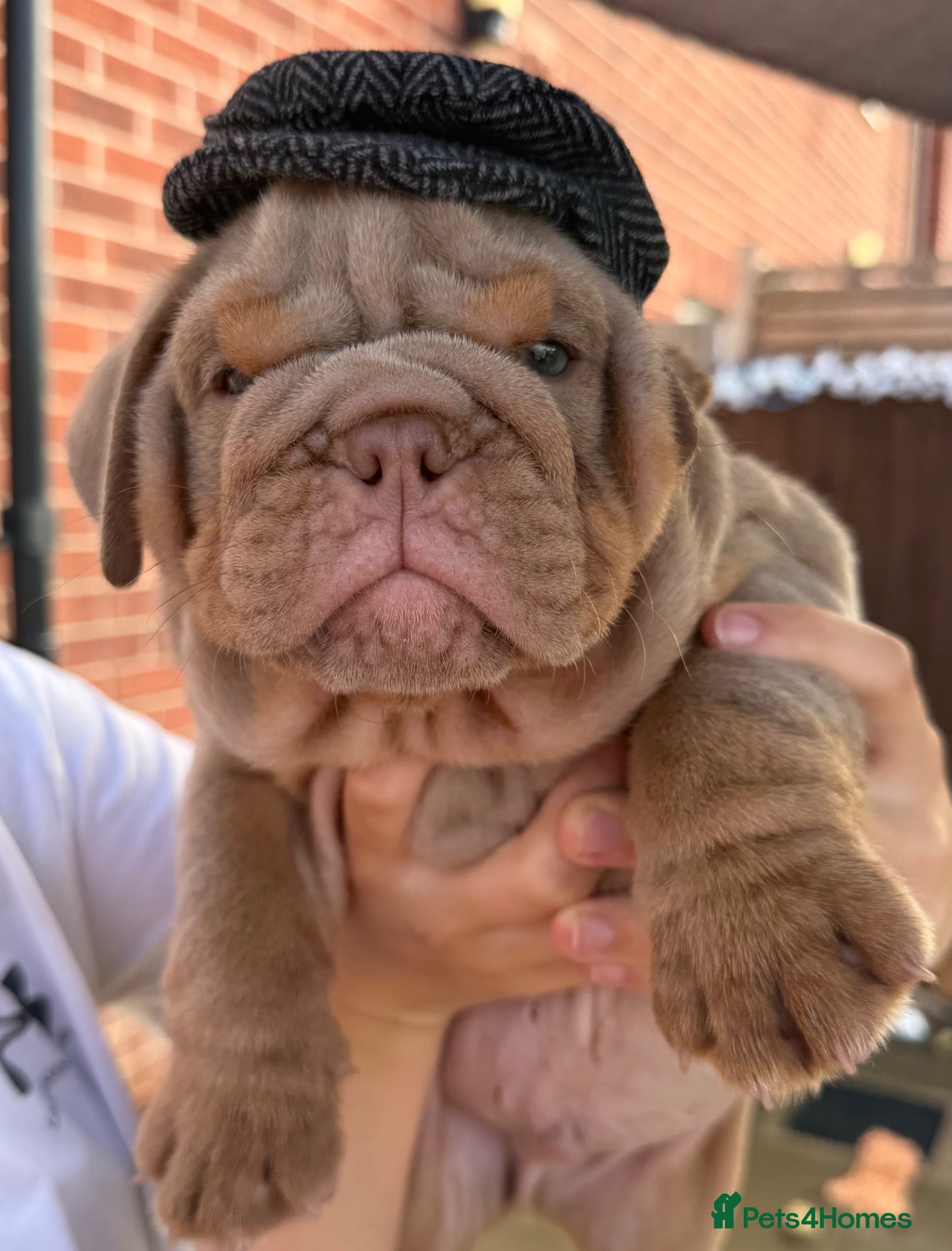 English Bulldog dogs 🐶Gorgeous KC English Bulldog Puppies🐶 - Advert 1
