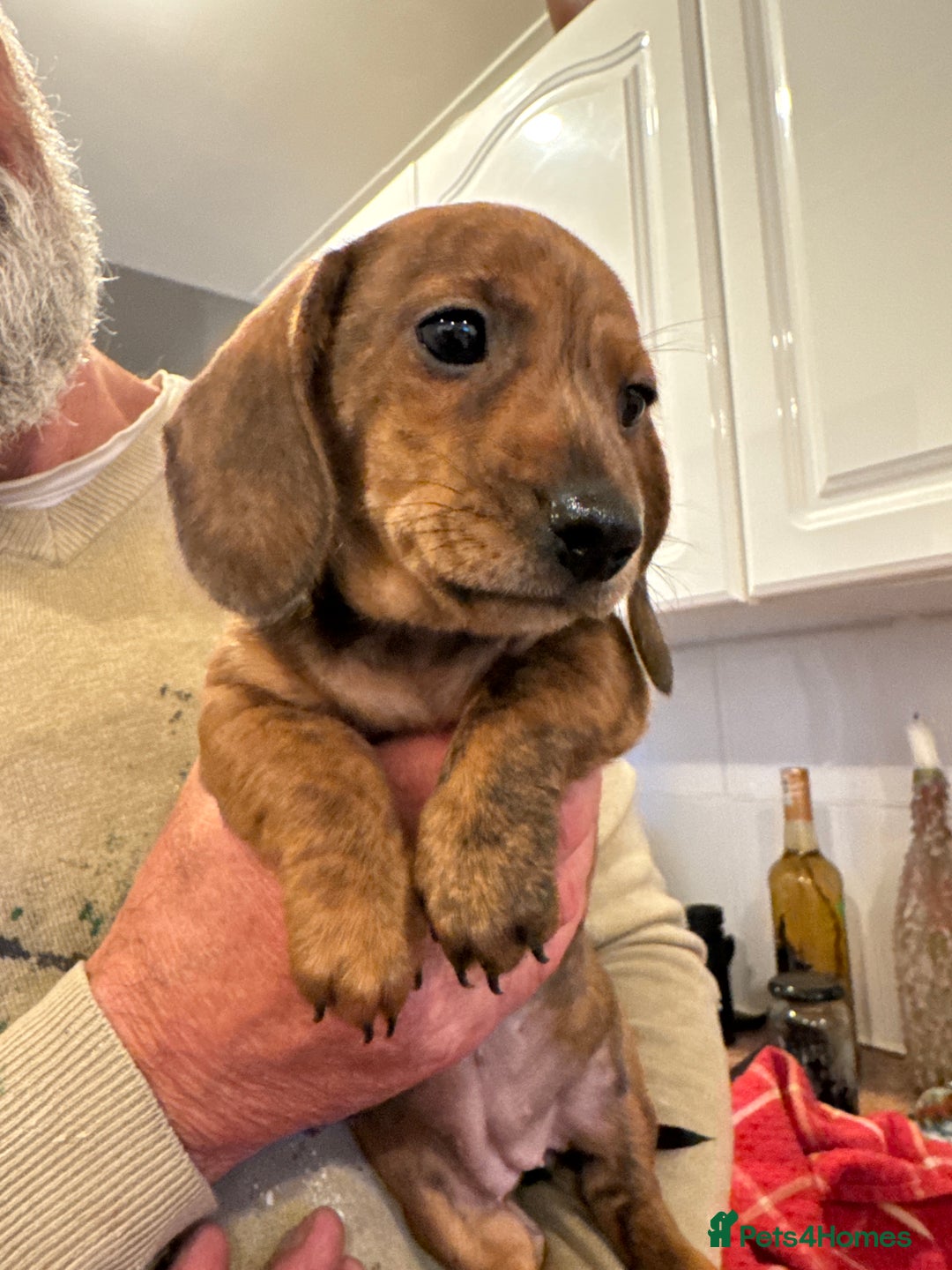 Miniature Dachshund dogs for sale: Miniature Dachshund Puppies  - Image 22