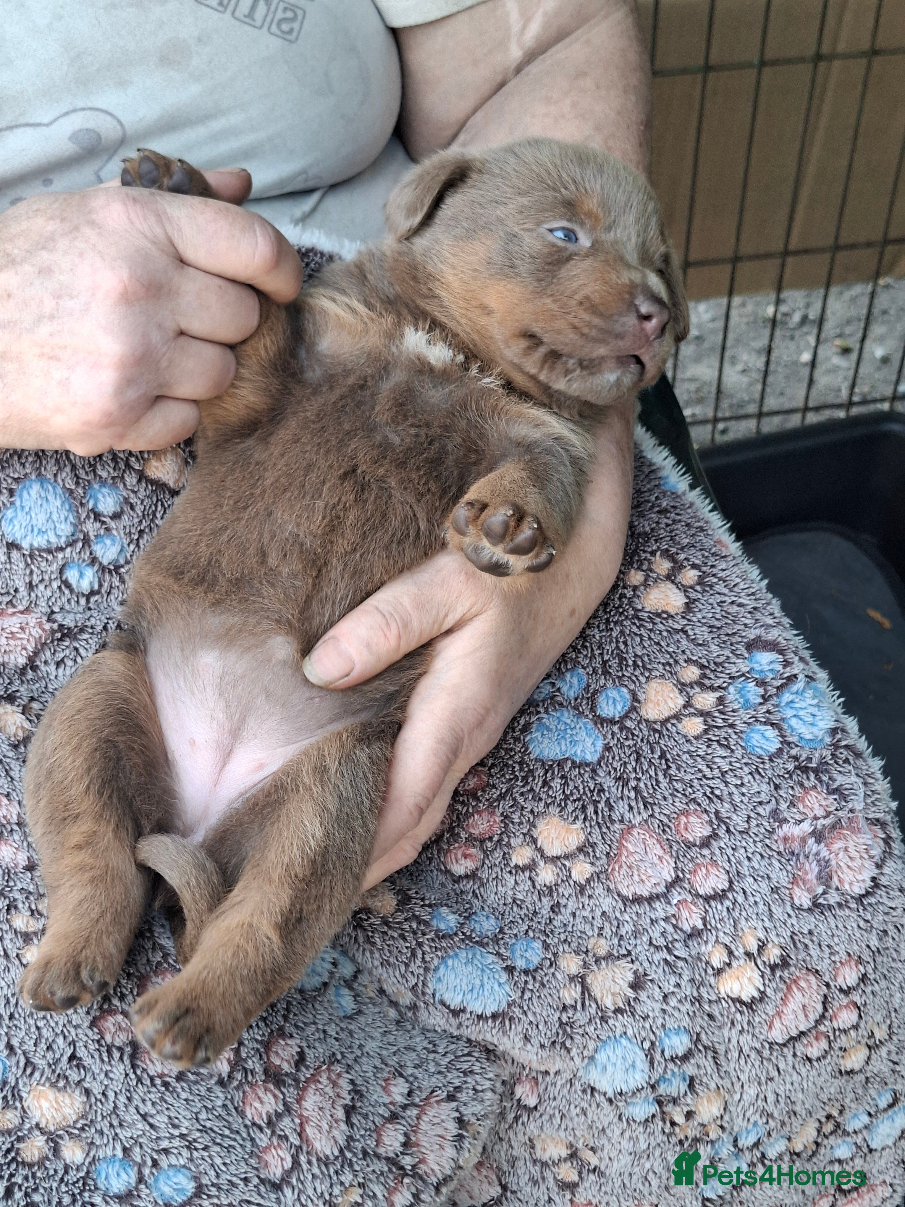 Rottweiler dogs 🐾 Unique & Gorgeous Shepweiler Mastiff Pups! 🐾 - Advert 2