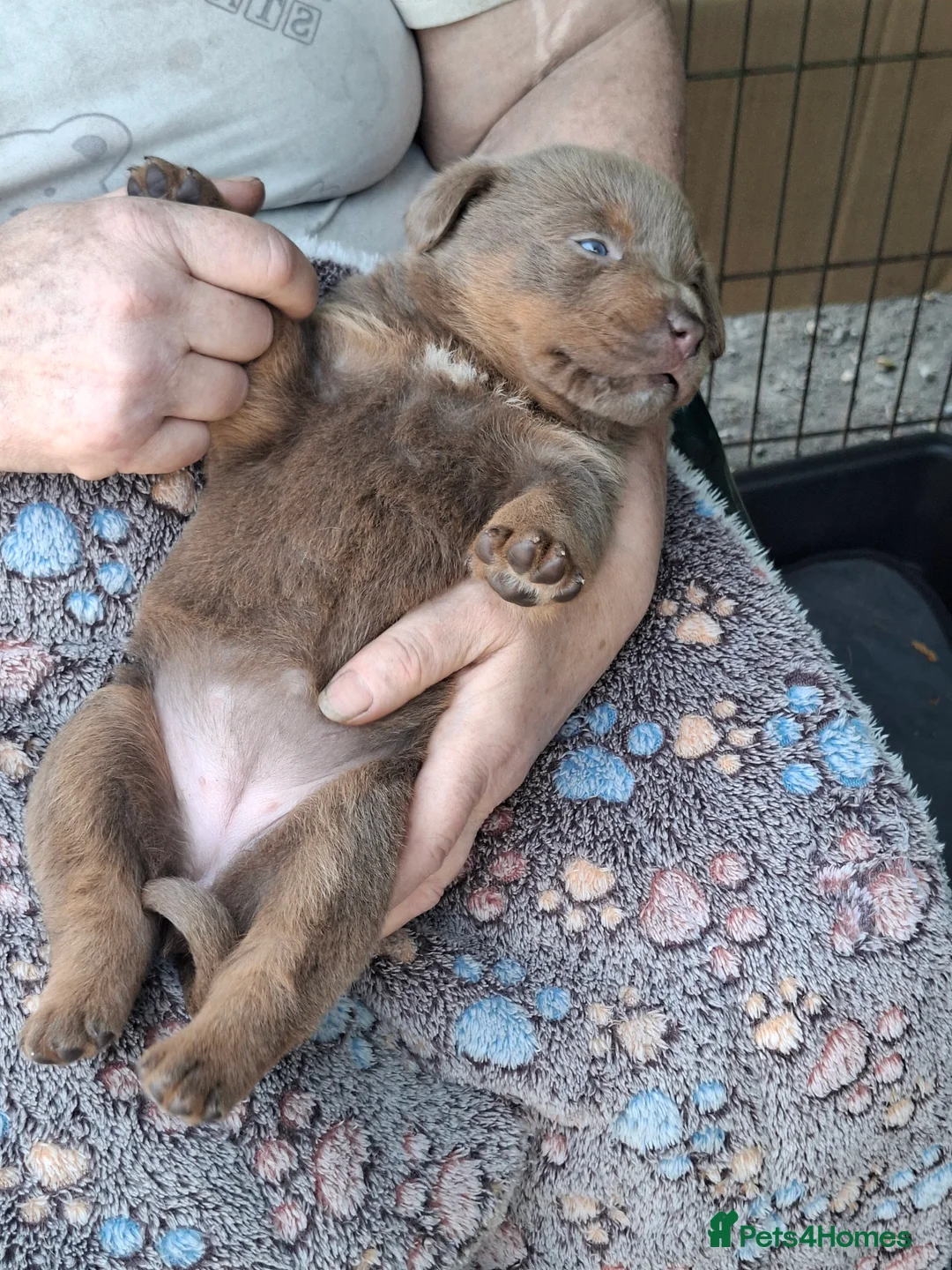 Rottweiler dogs for sale: 🐾 Unique & Gorgeous Shepweiler Mastiff Pups! 🐾 in Salisbury - Advert 2