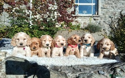 Cocker Spaniel dogs for sale: ❤️Adorable Quality Show Type Cocker Spaniels 🩵 - Image 8