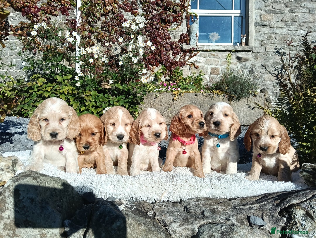 Cocker Spaniel dogs for sale: ❤️Adorable Quality Show Type Cocker Spaniels 🩵 - Image 8