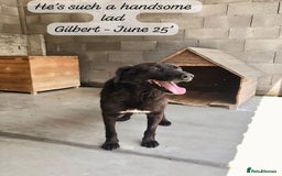 Mixed Breed dogs for adoption: Gilbert, 6 yrs old. Reserved stc. - Image 2