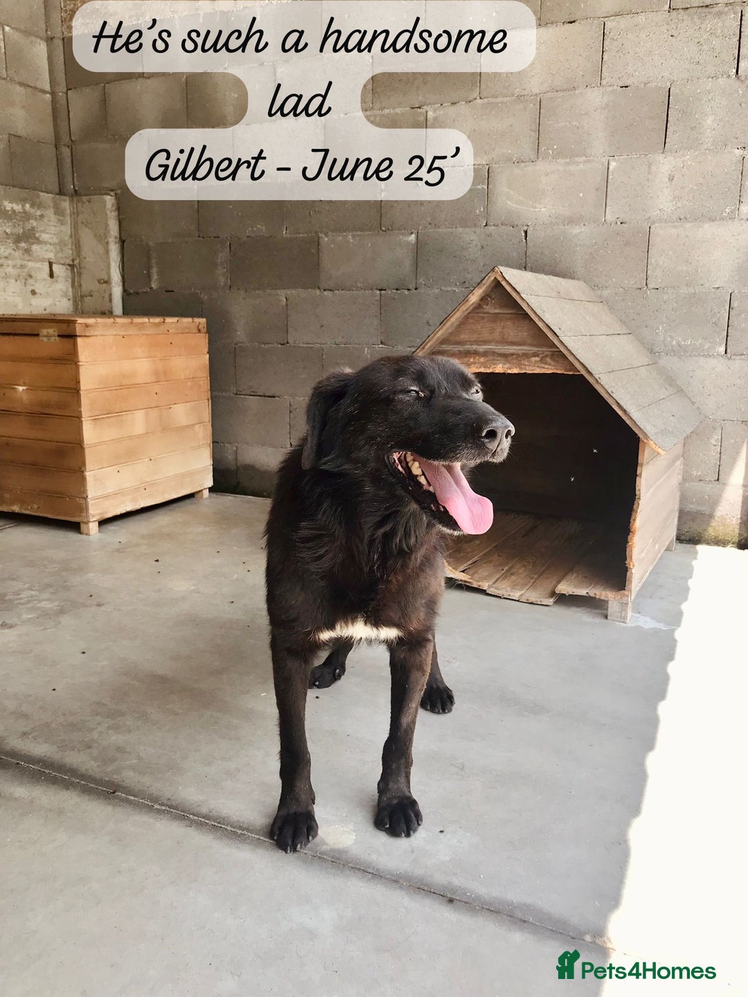 Mixed Breed dogs for adoption: Gilbert, 6 yrs old. Reserved stc. - Image 2