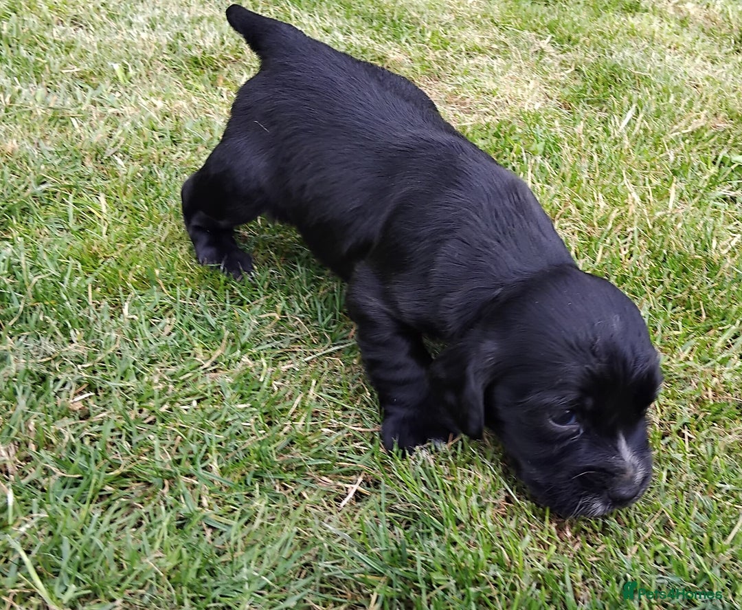 Cocker Spaniel dogs for sale: KC registered working cocker spaniel puppies. - Image 17