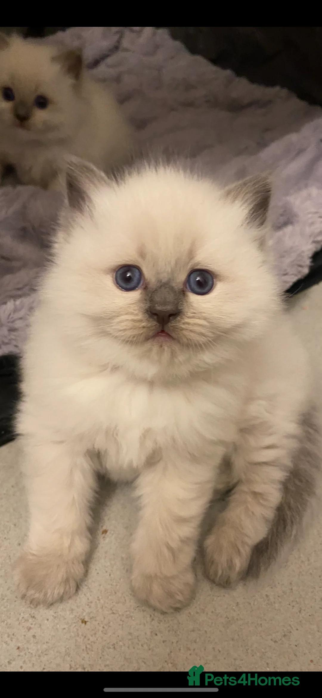 Ragdoll cats for sale: 😻WAITING LIST 😻Doll face Ragdoll kittens  - Advert 2