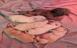 Golden Retriever dogs for sale: KC Golden Retriever Puppies for sale (4 boys left) - Image 16