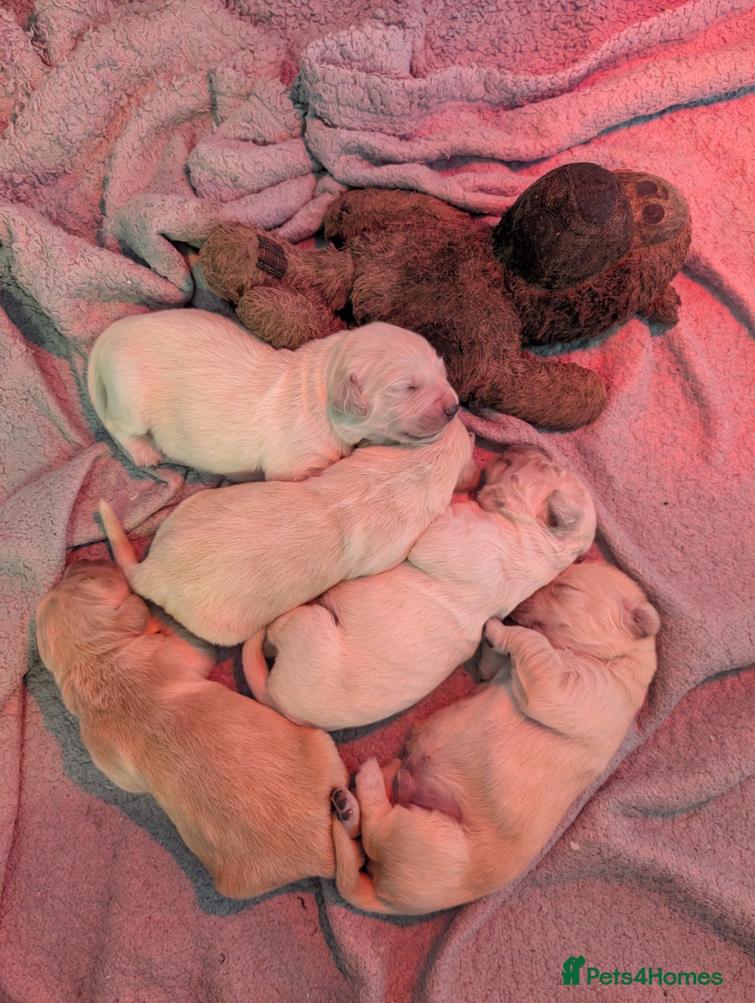 Golden Retriever dogs for sale: KC Golden Retriever Puppies for sale (4 boys left) - Image 16