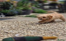 Cavapoo dogs for sale: Miniature cavapoo - Image 4