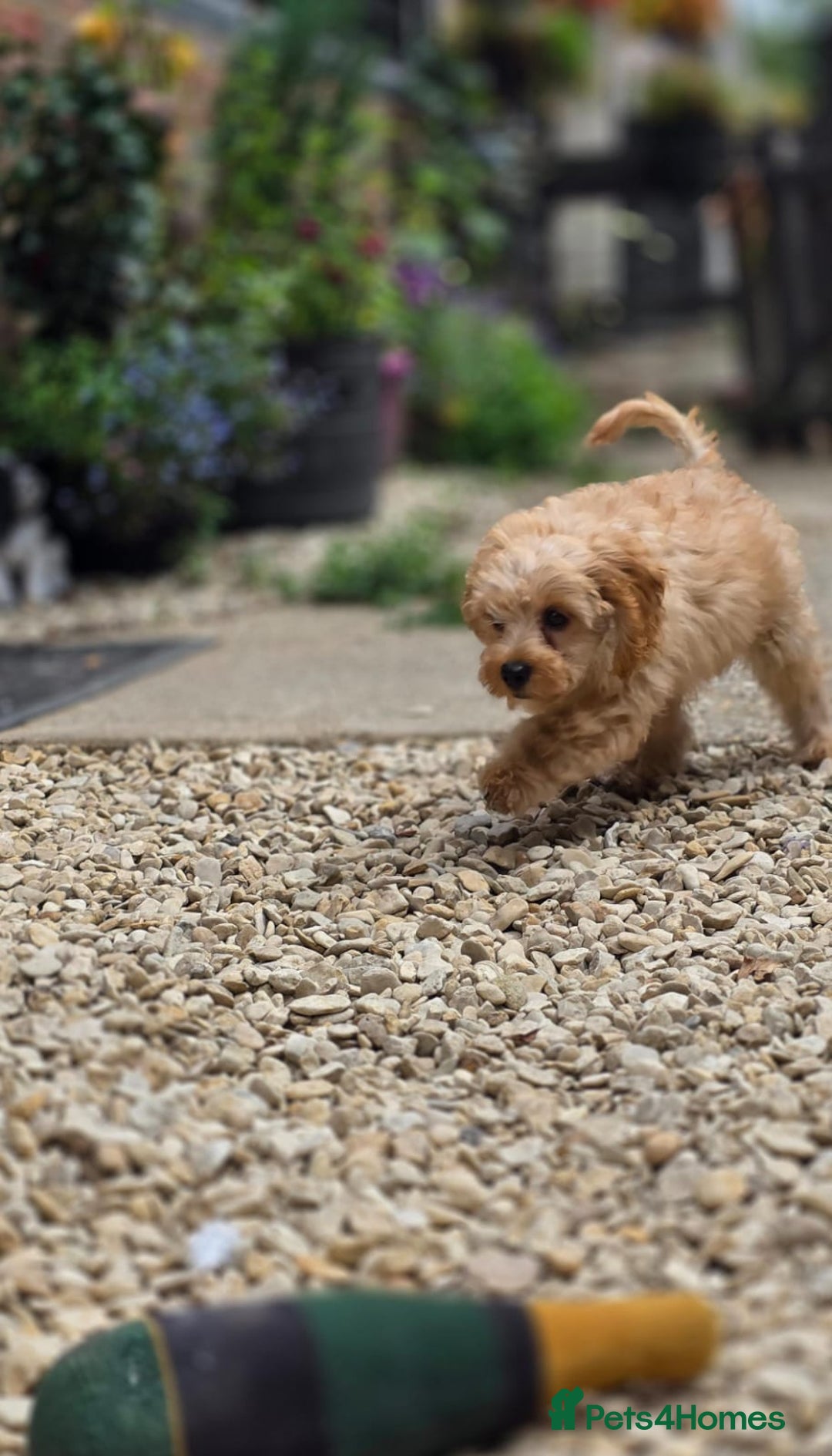Cavapoo dogs for sale: Miniature cavapoo - Image 4