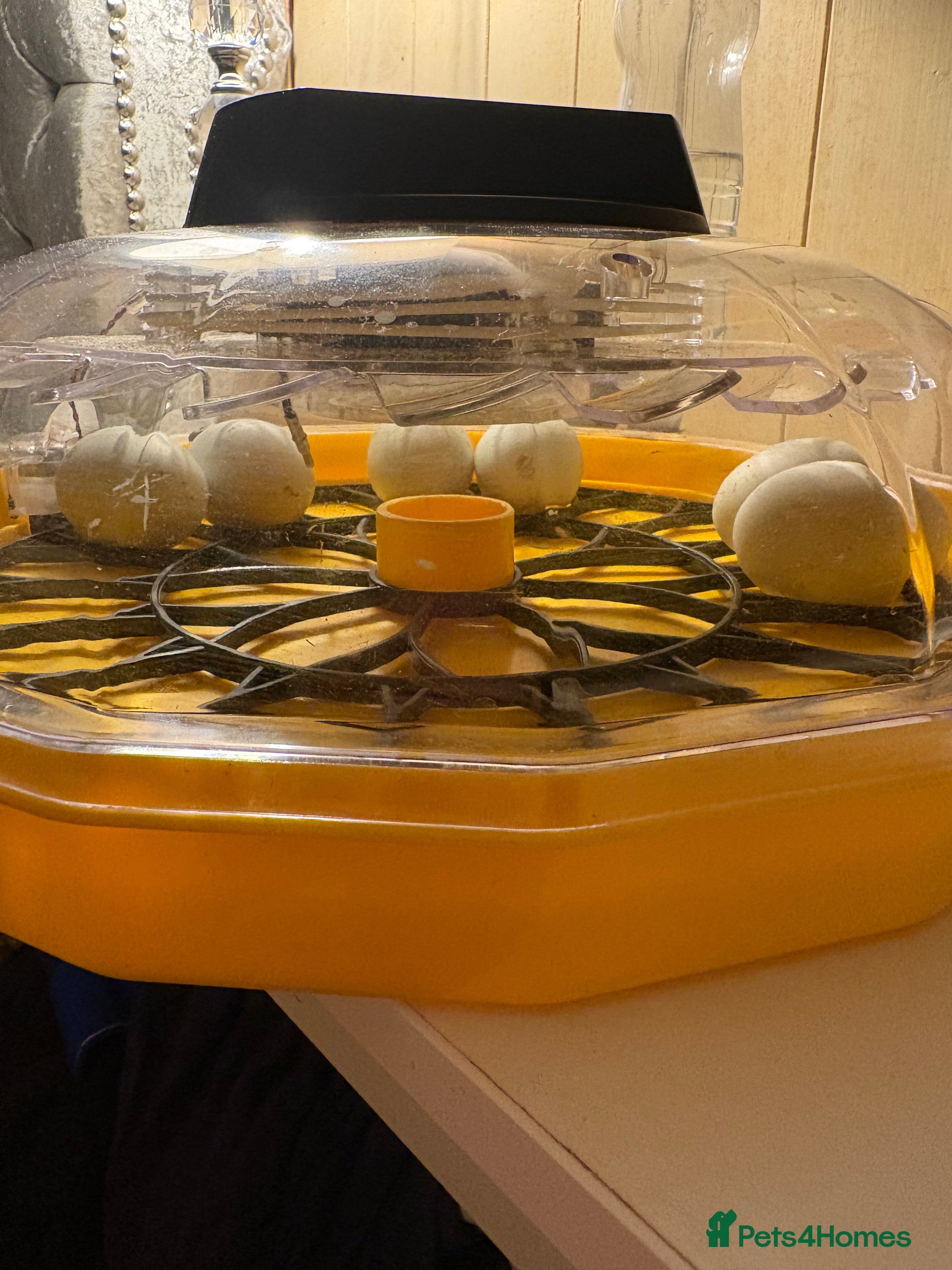 Ducks poultry Indian runner ducklings x6 - Advert 1