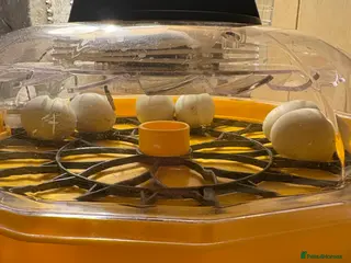 Ducks poultry Indian runner ducklings x6 - Advert 1