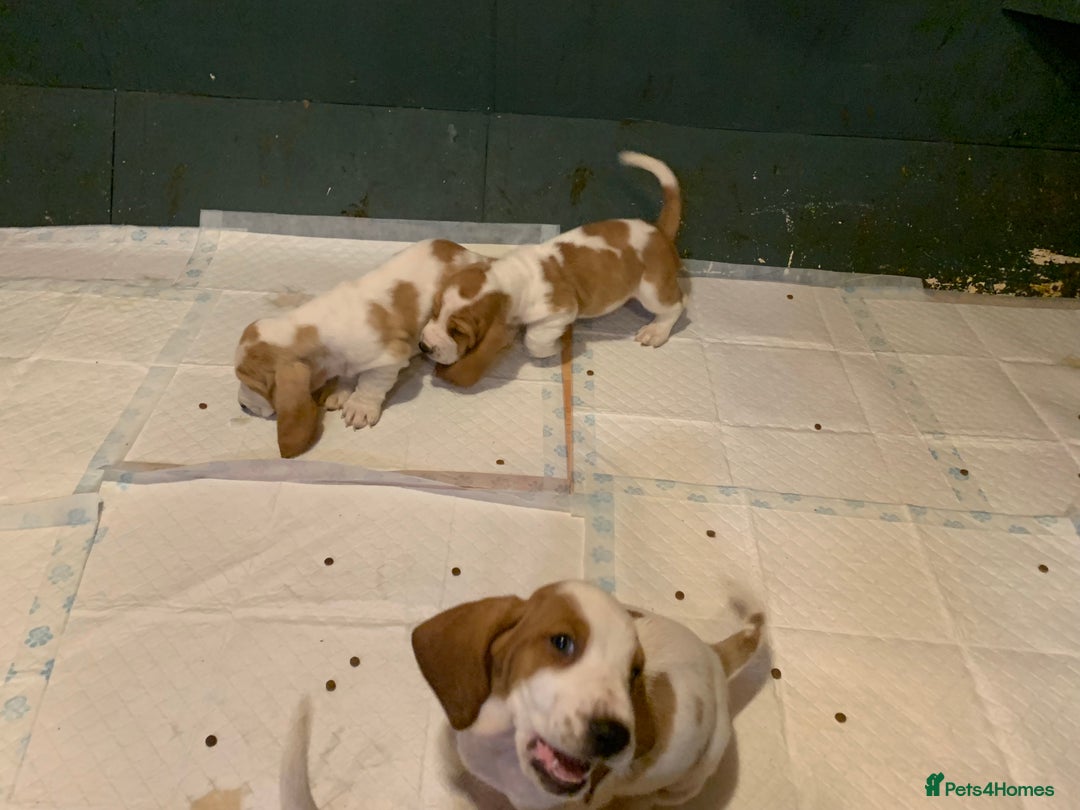 Basset Hound dogs for sale: Basset Hound Puppies - Image 6