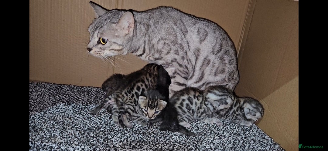 Bengal cats for sale: Bengal Kittens Tica Registered  - Image 32