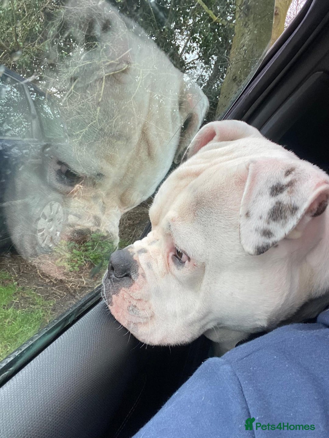 American Bulldog dogs for sale: Meet Blu Our American Bulldog - Image 5