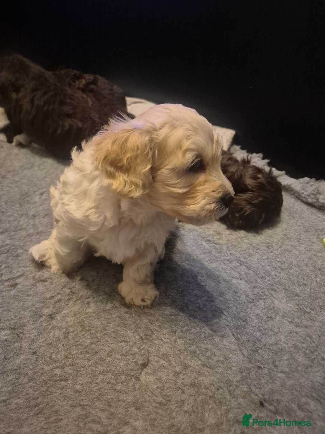 Labradoodle dogs for sale: Stunningly adorable f2b labradoodles! - Advert 8