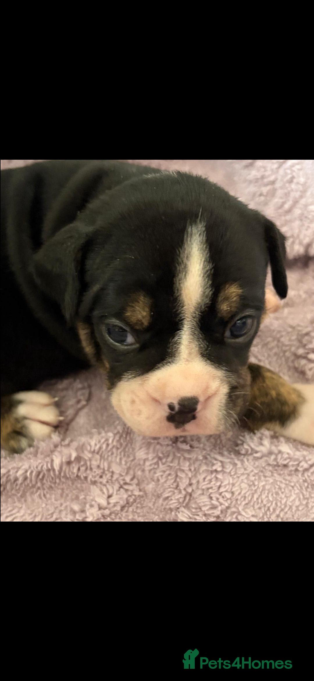 Olde English Bulldogge dogs for sale: ‼️⭐️LAST 2⭐️‼️OEB PUPS- Jabbed & Chipped - Image 24